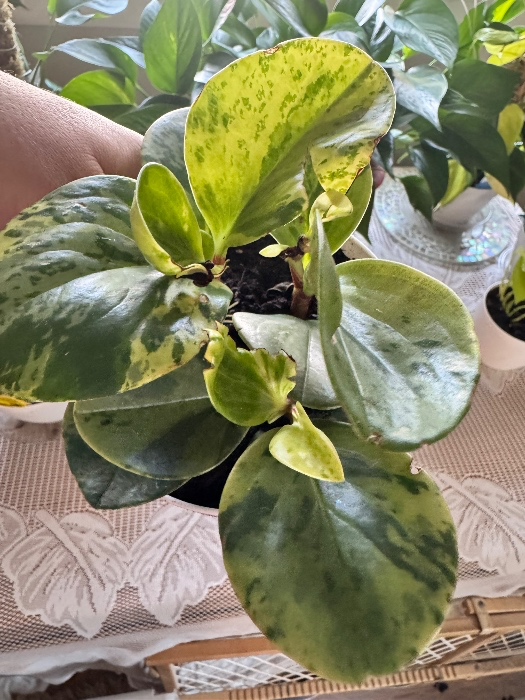 Peperomia obtusifolia 'Variegata‘