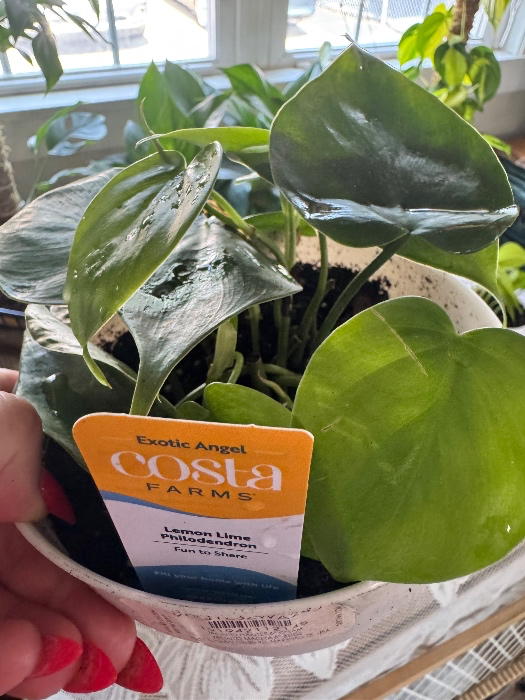 Philodendron “Lemon Lime” 