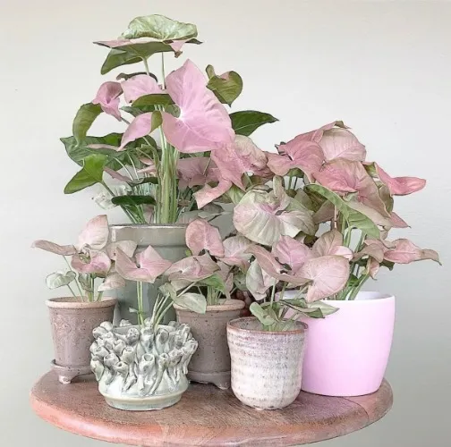 Plant supplies funds 🌿