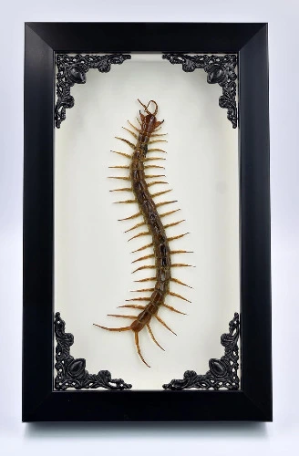 Framed Centipede Specimen