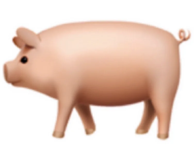 Sorry for being a stupid pig 