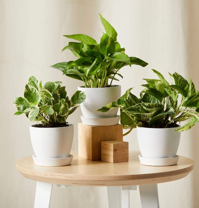 Plants