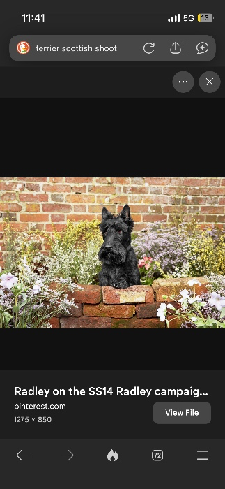 Future Scottish Terrier 