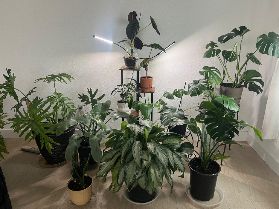 House Plant shoppjng