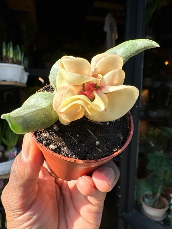 Hoya Compacta Variegata