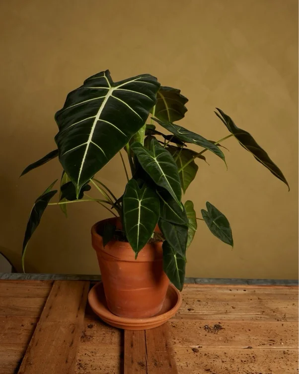 Alocasia Frydek 