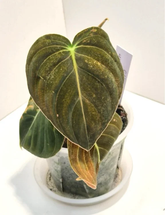 Philodendron plant 