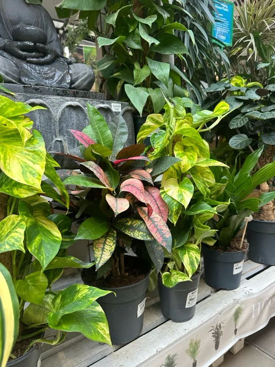 A visit to the Garden Centre 