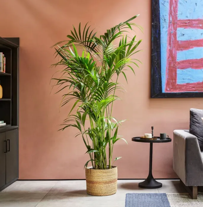 Kentia palm - VERY tall