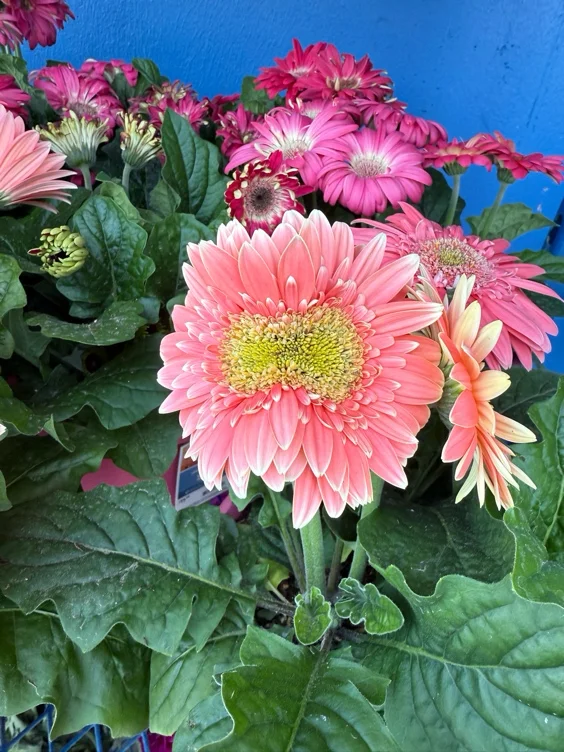 Pink flowers 🌺