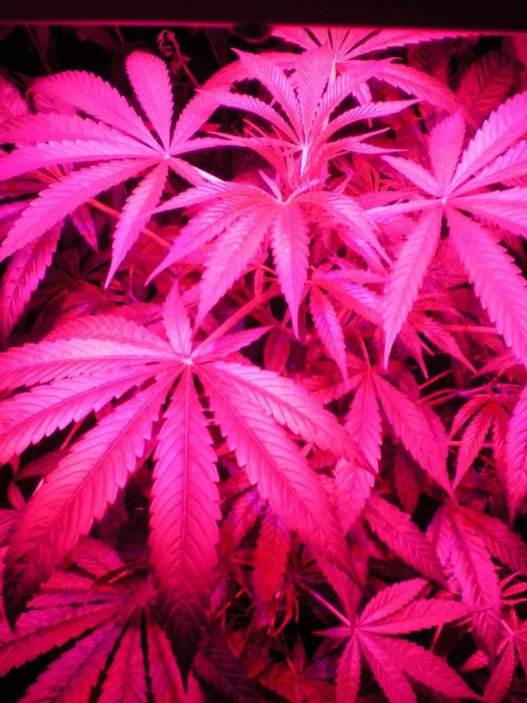 Flower's
