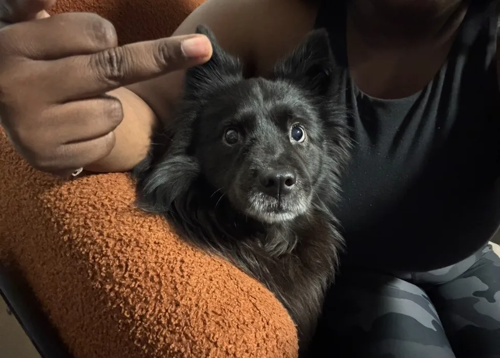 Dog Tweats for Baby :3
