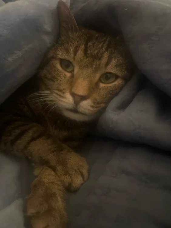 Percy’s vet appointment help 
