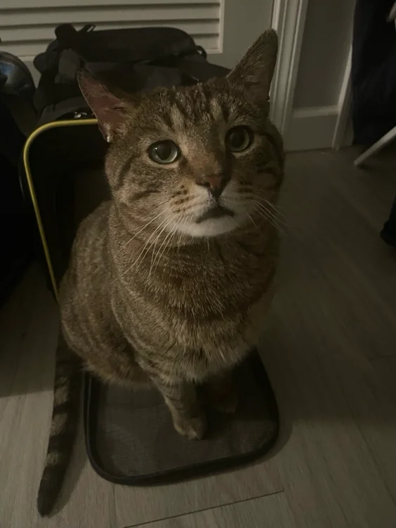 Help pay for Percy’s treatment!