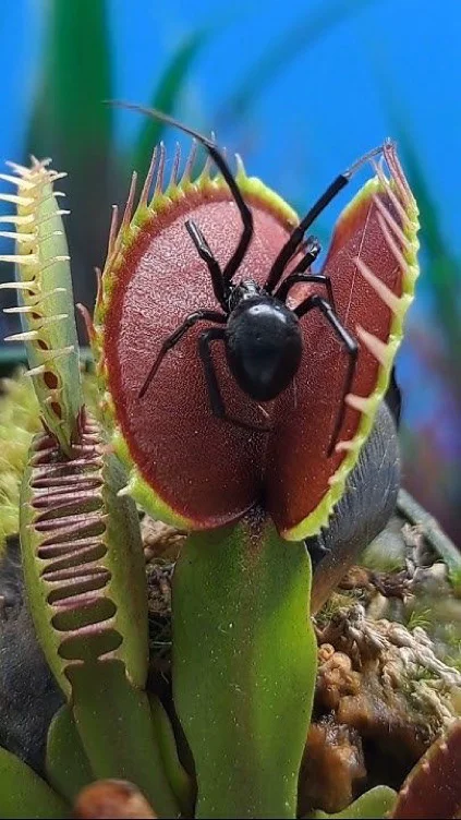 Plant