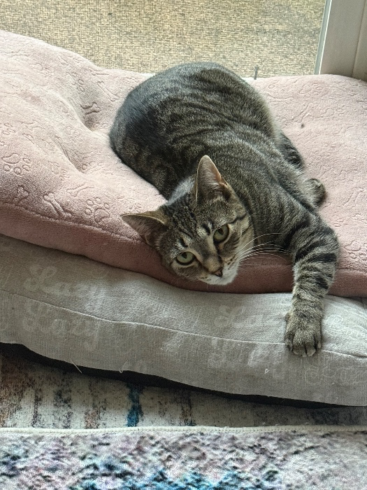 Kitty Cat Funds