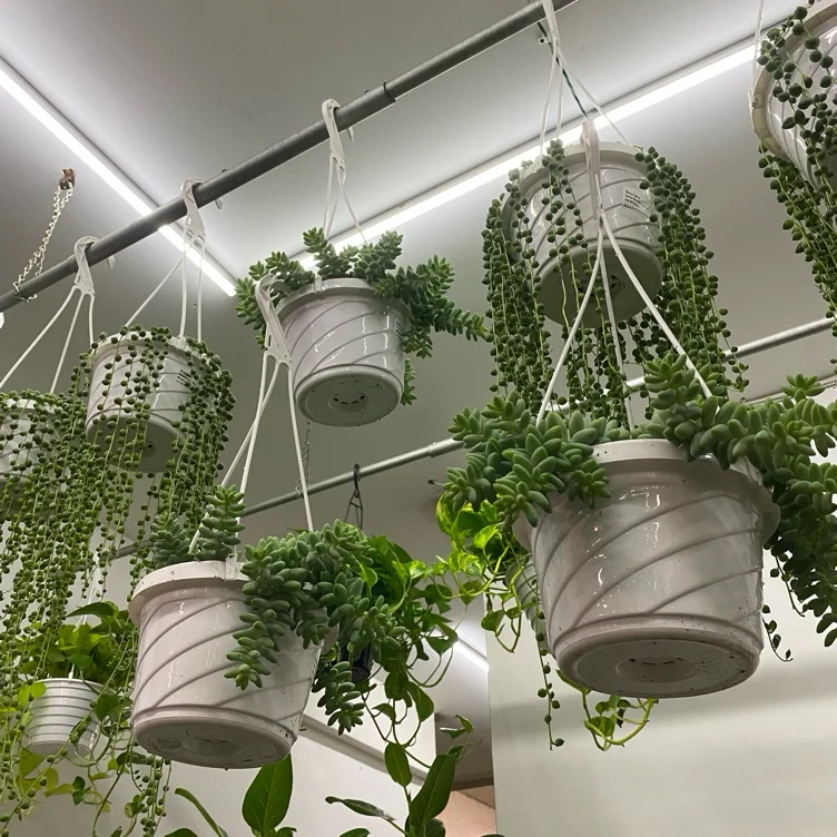 Plant Shopping