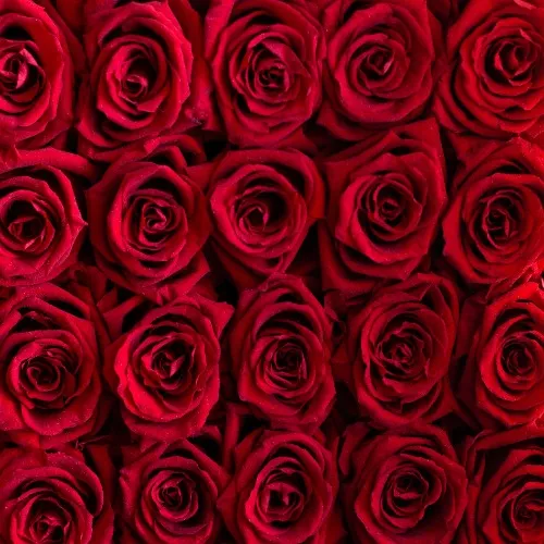 Buy me flowers