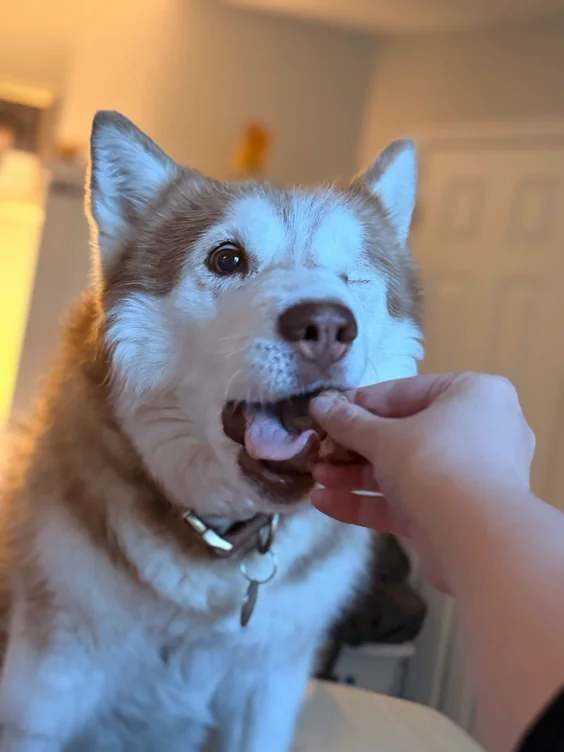 Hati Wants a Snack! 