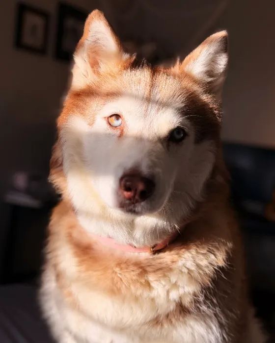 Dog Coat Maintenance (Hati)