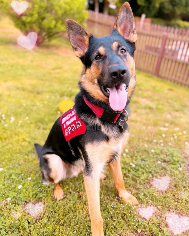 Service Dog Training! 🐕‍🦺