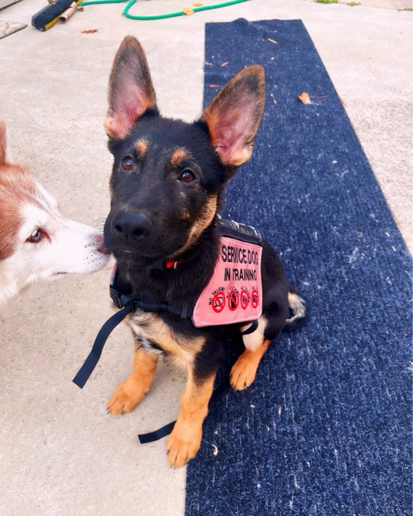 Service Dog Vest! 🐕‍🦺