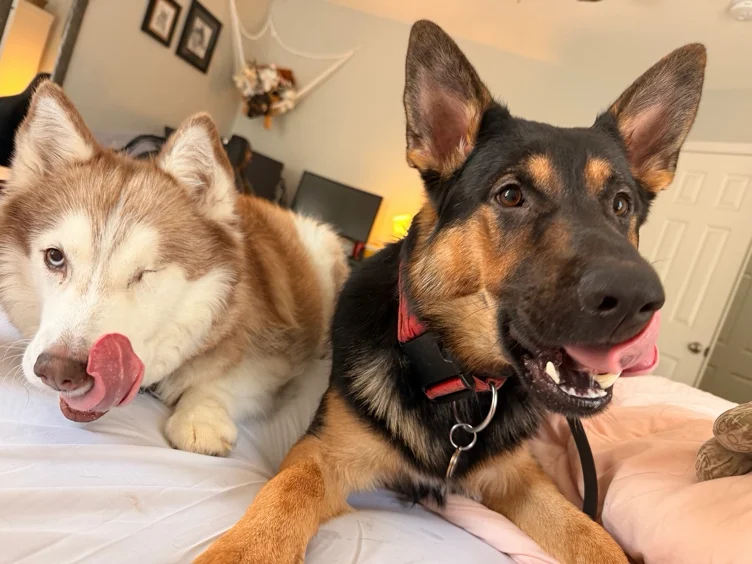 Give Puppies a Treat Bag! 🥓