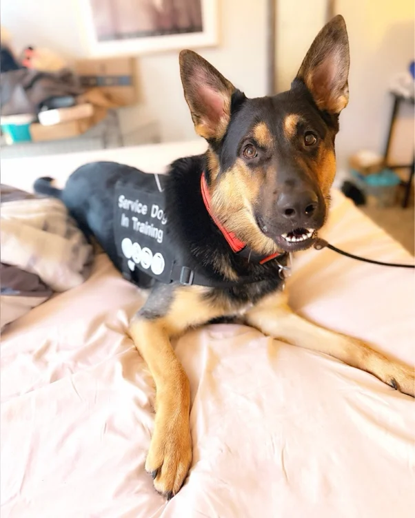 Service Dog Training! 