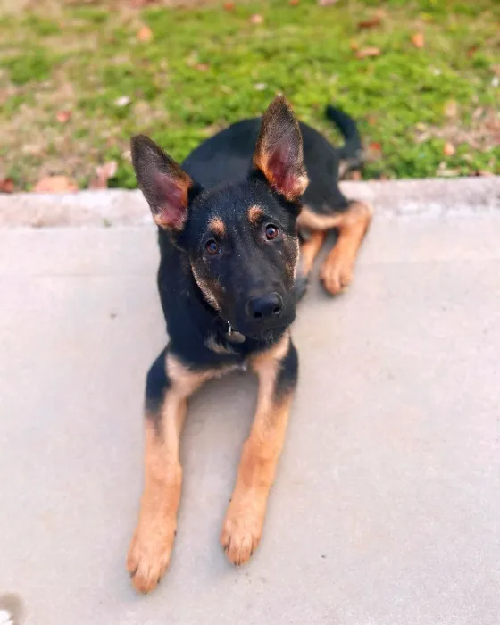 Service Dog Coat Maintenance (Sköll)