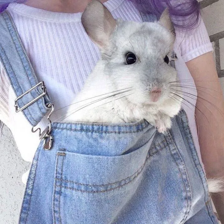 🐹 Pet Fund