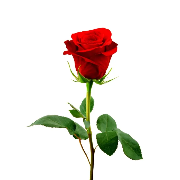Rose🌹 