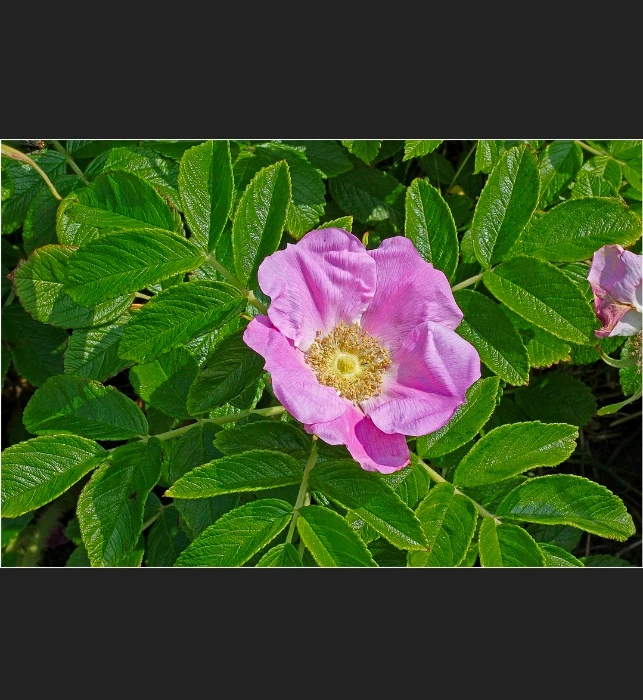 Dog rose