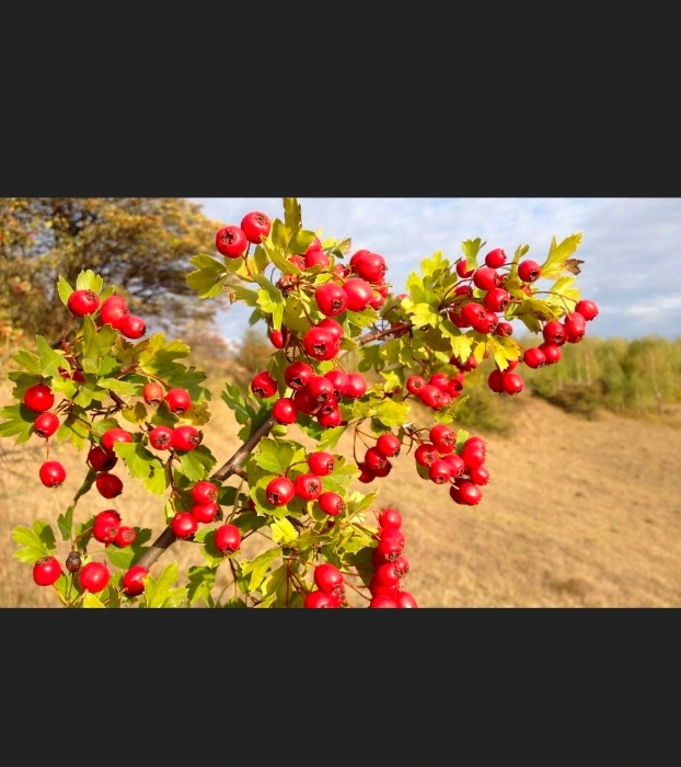 Hawthorn trees