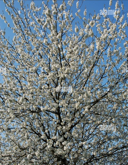 Blackthorn trees