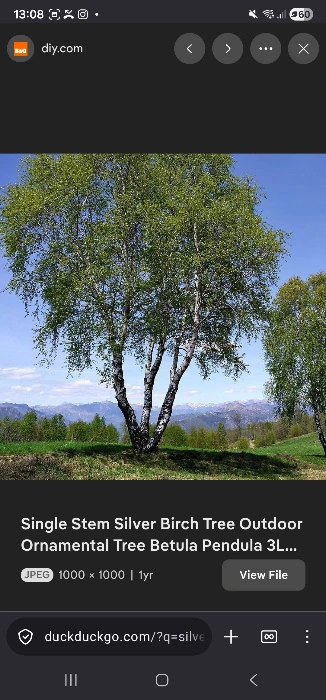 Silver Birch trees