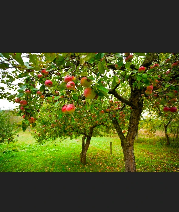 Apple tree