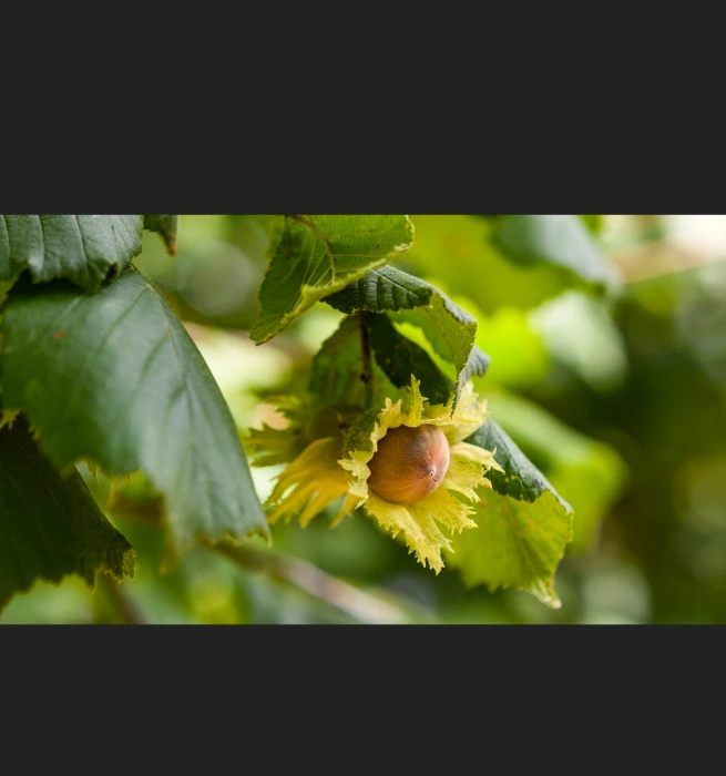 Hazel trees