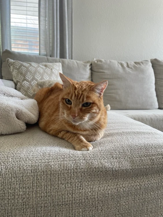 Bambam's plush clone 