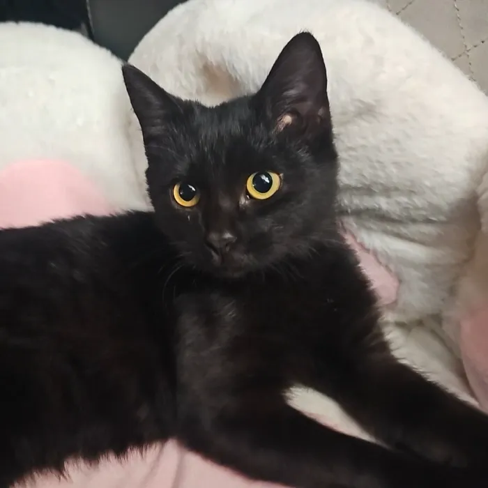 Kitten Fund