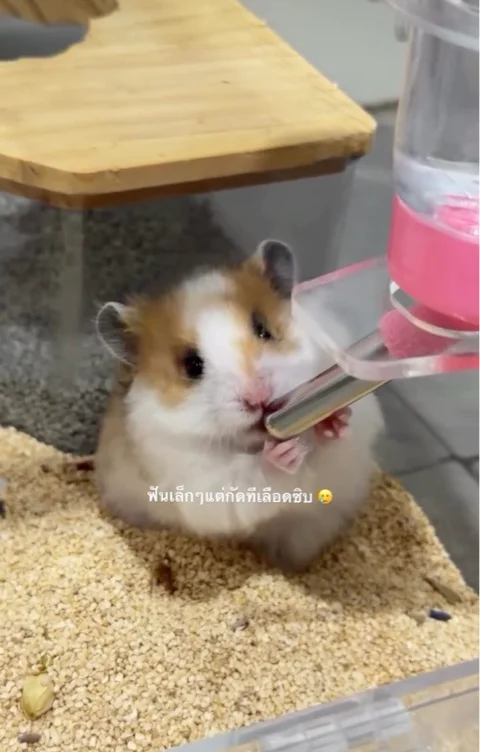 Ham’s Food 🐹