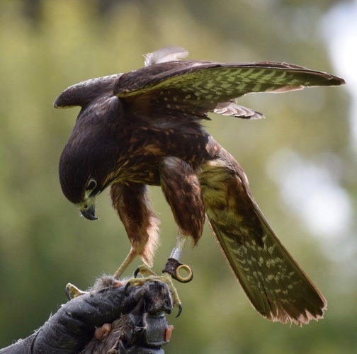 Introduction to Falconry Class | NZ Falconry Course Bay of Plenty  