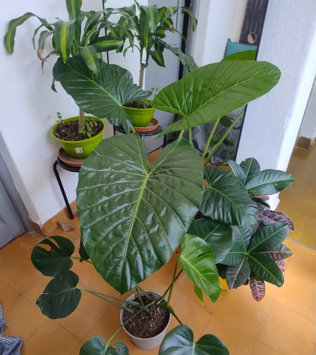 Indoor plant 🌿