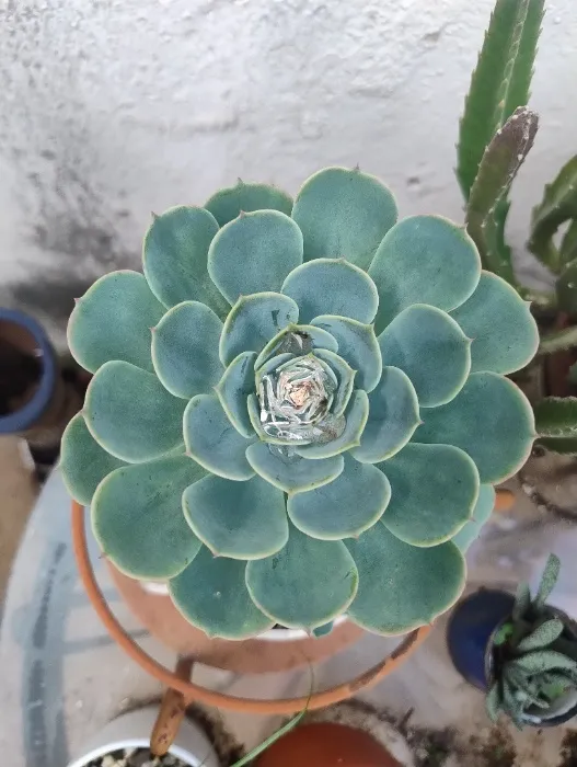 Succulent/cactus🌵