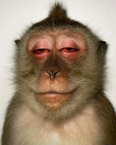 MaryJane Appreciation