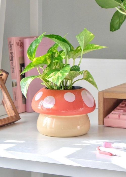 plant hobby ♡