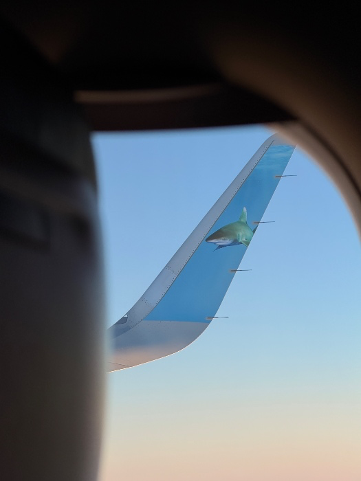 Plane Ticket