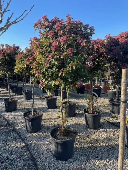 A tree to add some more gorgeous flowers to my garden in winter