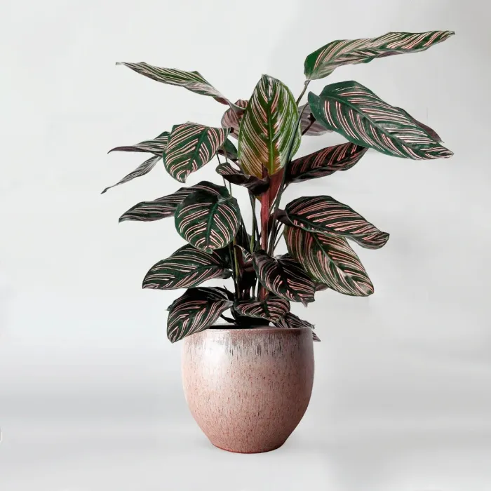 Calathea / prayer plant