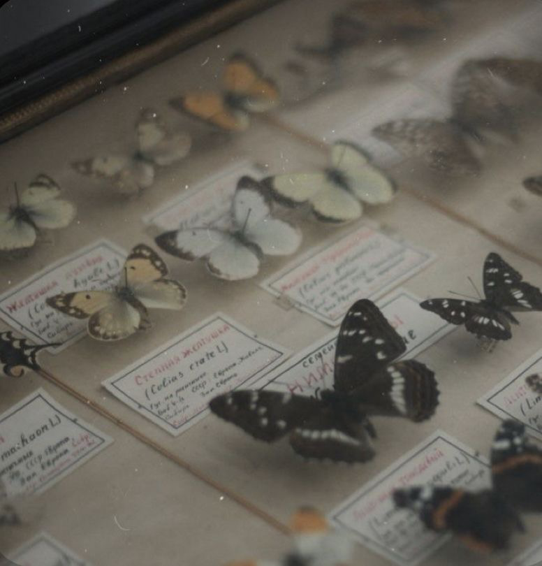 Chrysalis 
