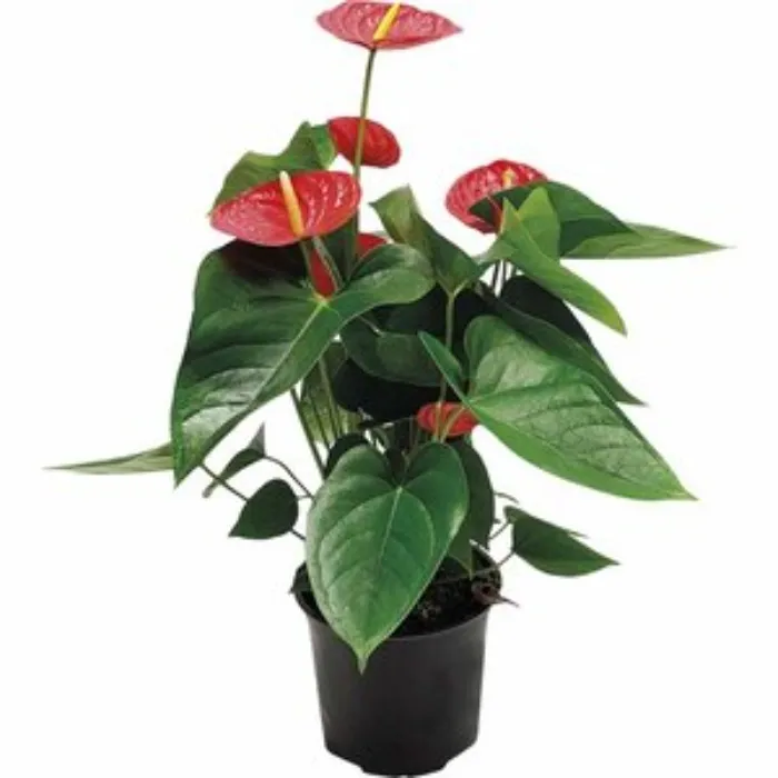 Anthurium Andreanum 'Red Winner'